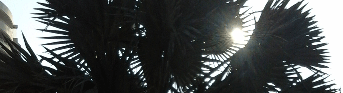 A lovely tree in silhouette, a type of palm?, along the street in Barranqui