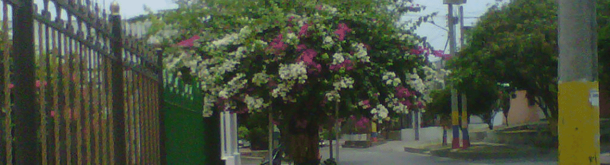 A common site in Barranquilla - plants two of the same trees but with diffe