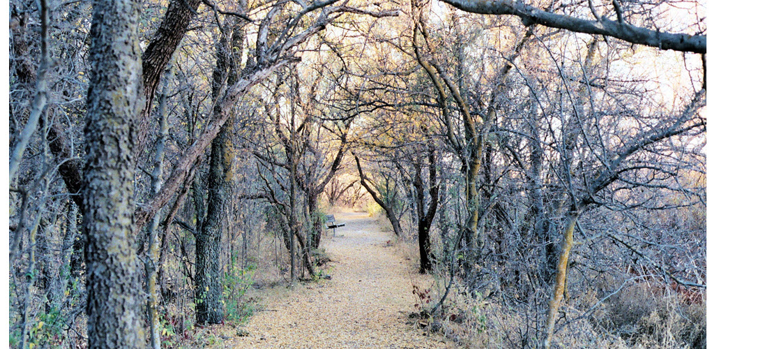 Path in the Cienaga Nature Reserve in Southern Arizona, September, 2010