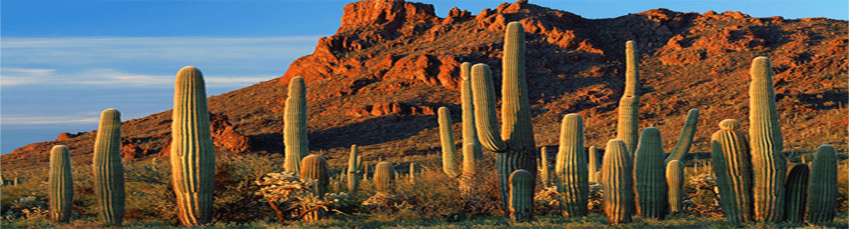 The Arizona desert.