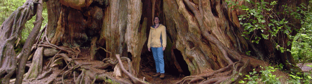 Cheryl standing in front of giant Spruce Tree.