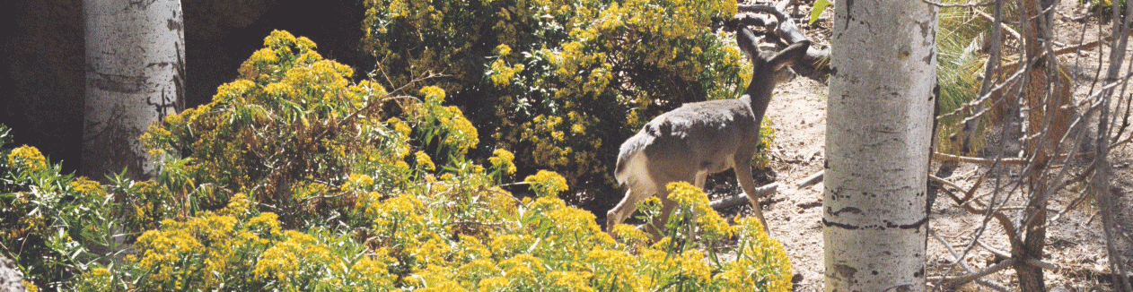 A deer in the desert outside Tucson.