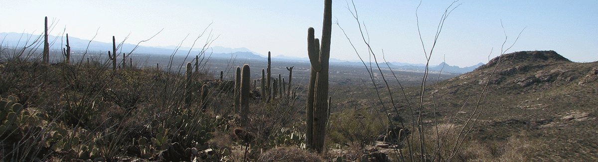 Looking at the Tucson valley from the Rincon Mtns.
