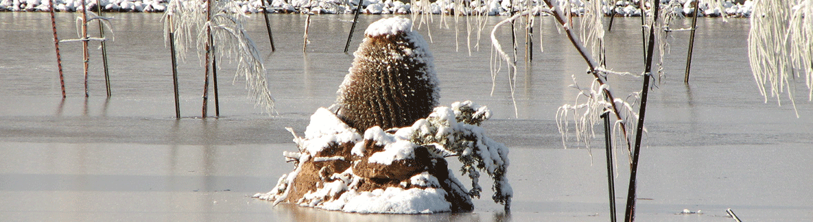 It doesn't snow in Tucson often, but when it does it's quite a sight.