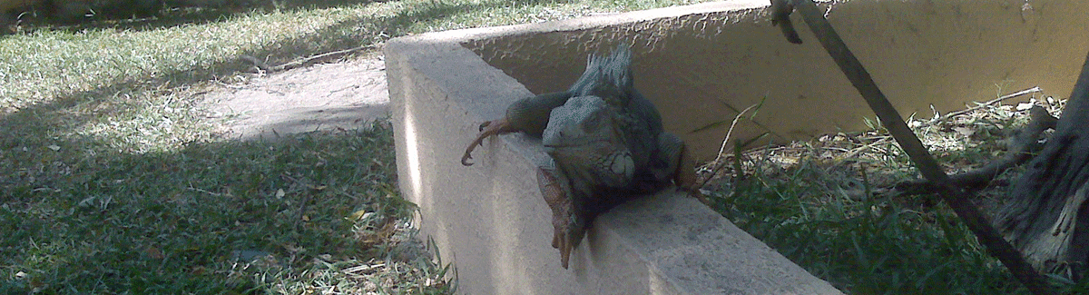 Your friendly neighborhood iguana in Barranquilla.