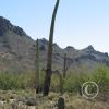 Cactus Flowers