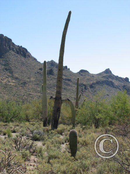 CactusFlowers 001