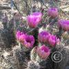 CactusFlowers 002