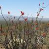 CactusFlowers 009