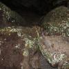 Lichen just about glows in the dark