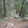Sarah Demming Trail 2