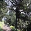 Sugarloaf Mtn trail 3