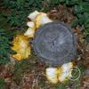 mushroom