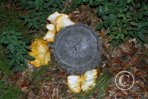 mushroom