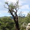 spiral tree_ not quite dead_ yet