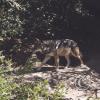 coyote