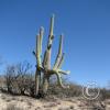 lomaaltatrail-006_17699294502_o