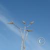 ocotillo_buds2_21497020535_o