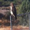 hawk-2010_12_26-11