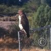 hawk-2010_12_26-12