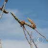 ocatillo_buds1