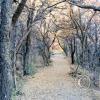 path-in-cienega