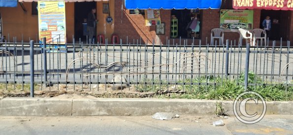 Median fence has Charangos in it