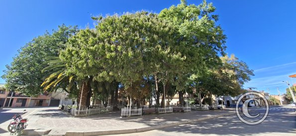 Plaza 20 de Diciembre (6)