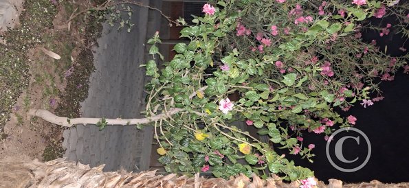 Flowery tree