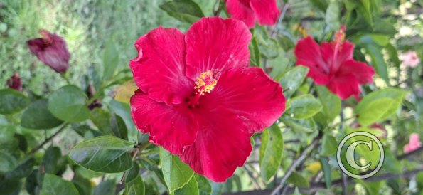Jardín Botánico Martín Cárdenas (14)