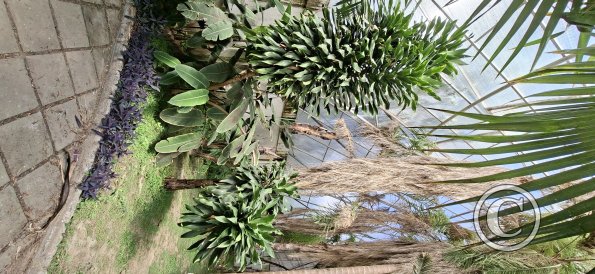 Jardín Botánico Martín Cárdenas (24)