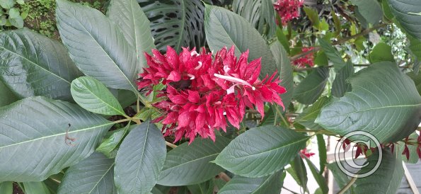 Jardín Botánico Martín Cárdenas (27)