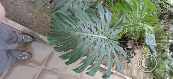 Jardín Botánico Martín Cárdenas (29)