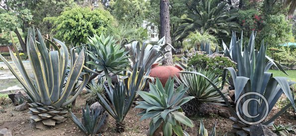 Jardín Botánico Martín Cárdenas (38)