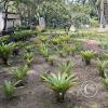 Jardín Botánico Martín Cárdenas (47)