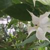 Jardín Botánico Martín Cárdenas (54)