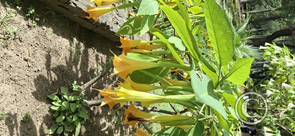 Jardín Botánico Martín Cárdenas (56)