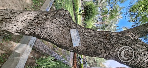 Jardín Botánico Martín Cárdenas (59)