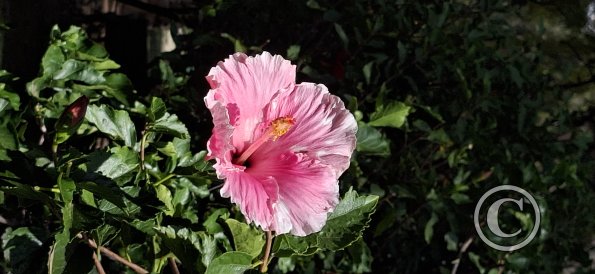 Jardín Botánico Martín Cárdenas (8)