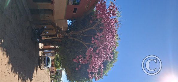 Street scene (21)