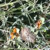 Butterfly (2)