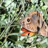 Butterfly (3)