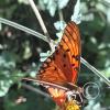 Butterfly (4)