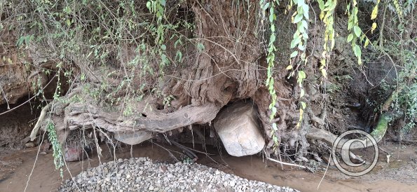 Boulder held up in roots