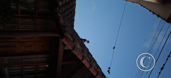Cat on the roof