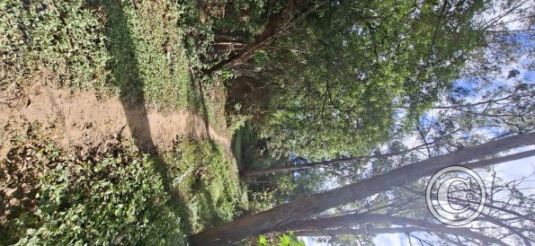 Parque La Pitita (3)