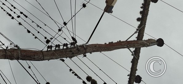 Tree trunk utility pole