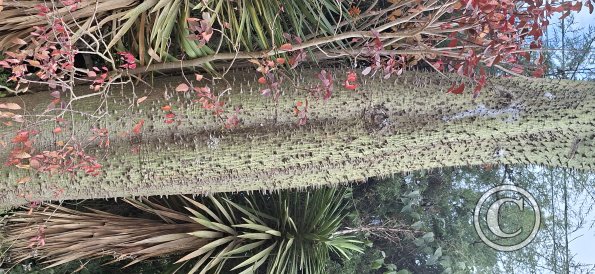 Tree-trunk covered in spikes