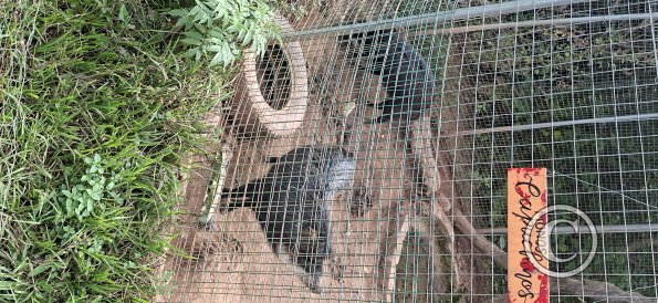 Wild animal refuge (10)