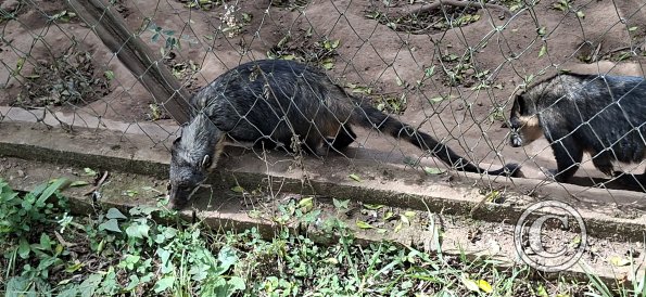 Wild animal refuge (11)